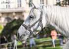 X81A8005 Lipizzaner im Burggarten Foto Pfluegl 160719
